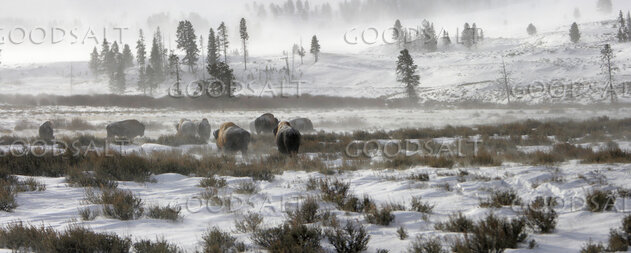 WYOMING. Yellowstone National Park. Panorama of American Bis