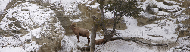 WYOMING. Yellowstone National Park. Panorama of Bighorn Shee