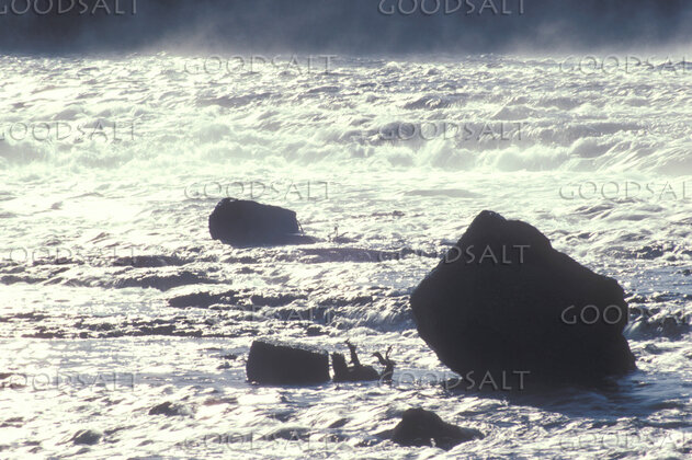 Mighty Waters at the Rocky Shore