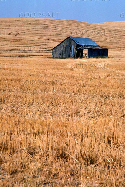 Fields Ready for Harvest