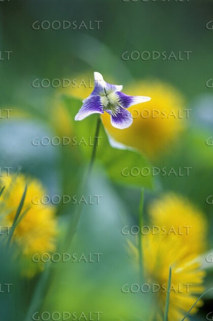 Single Purple and White Wildflower Close-Up With Yellow Back