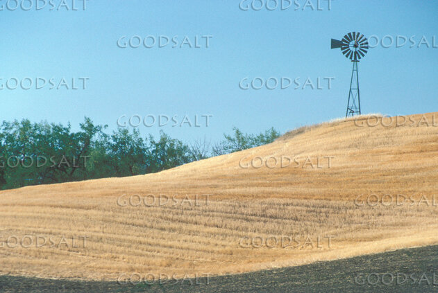 Harvest Hill with Windmill