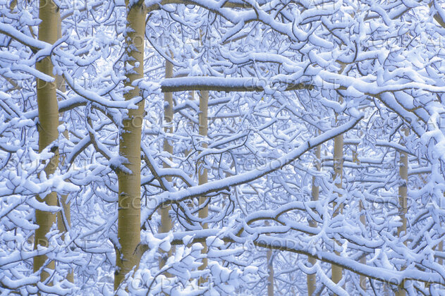 Snow Covered Branches