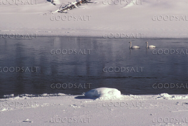 Swans on the Winter River