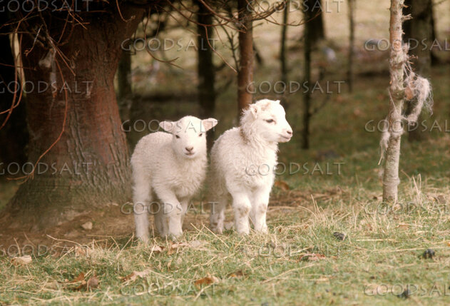 Lambs Beneath the Trees