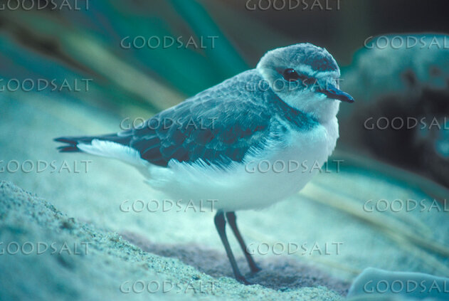 Shorebird on the Sand