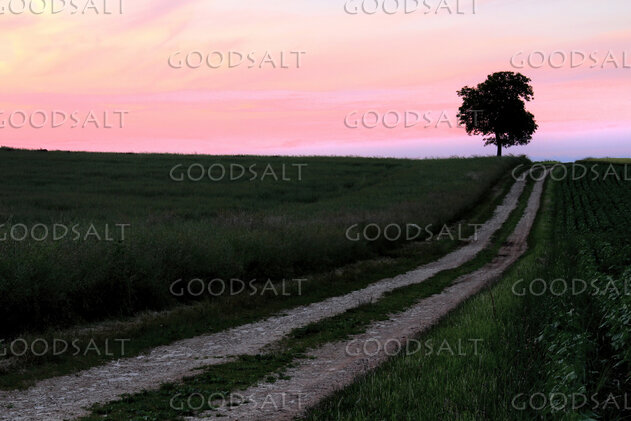The Long Track