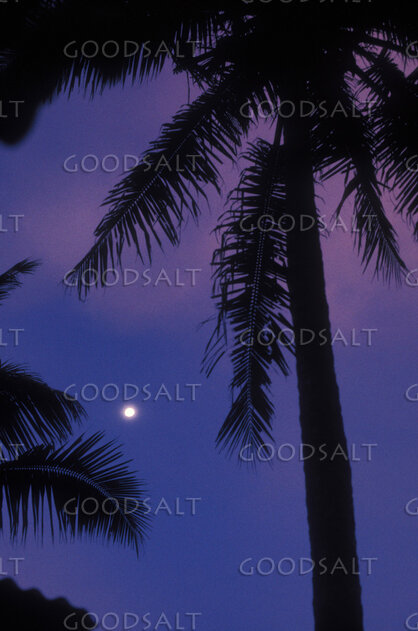Moonlit Palms at Twilight