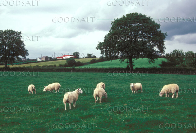 Sheep Grazing in Green Pasture