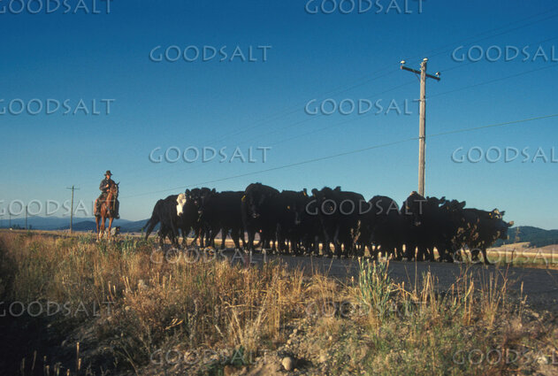 Cowboy Driving Cattle Along a Rural Road
