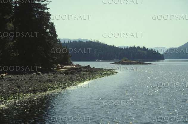 Quiet Waters Beneath the Pines