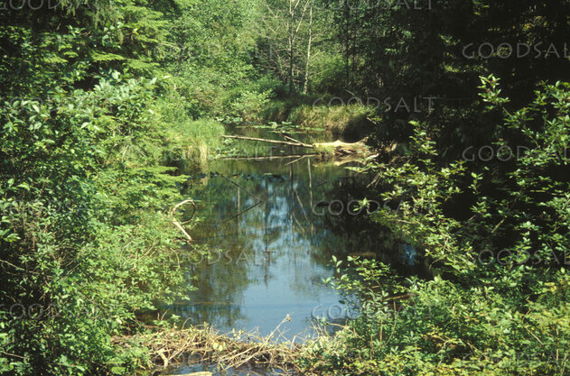 Still Waters in the Woodland