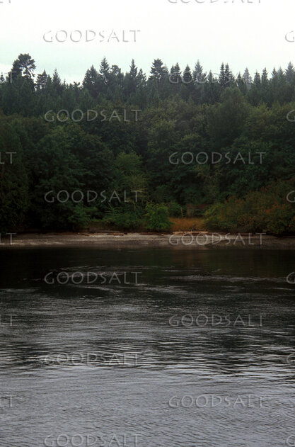 Still Waters at the Forest Shore