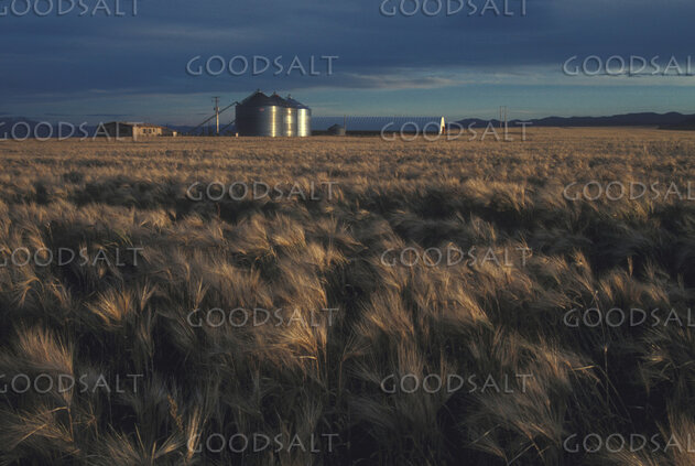 Harvest Field Before the Storm