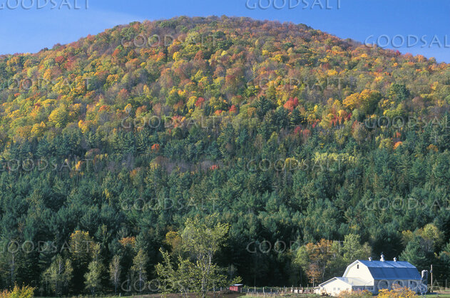 White Barn Infront of Hill Covered in Changing Trees
