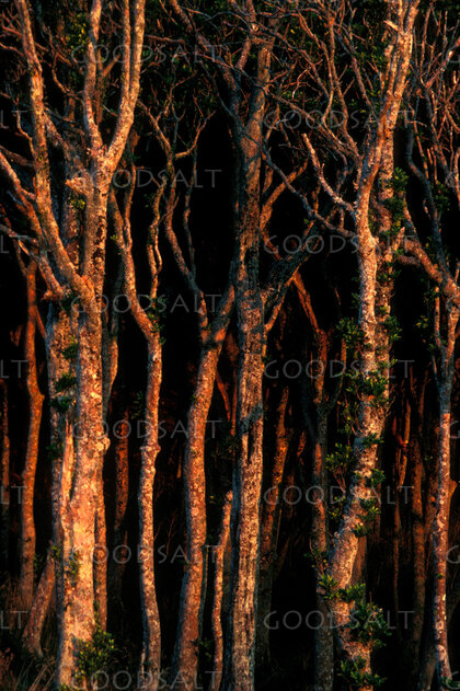 Sunlit Woodland Thicket