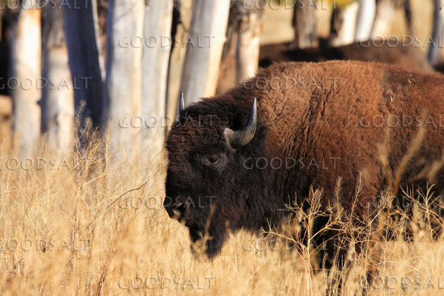 WYOMING. Teton National Park. American Bison (Bison bison) i