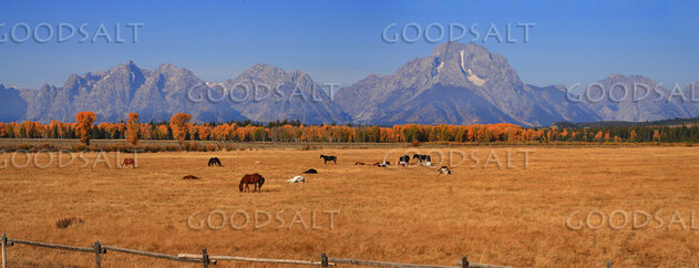 WYOMING. Teton National Park. Panorama of horses grazing in