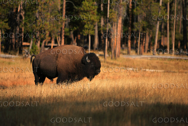 WYOMING. Yellowstone National Park. American Bison (Bison bi