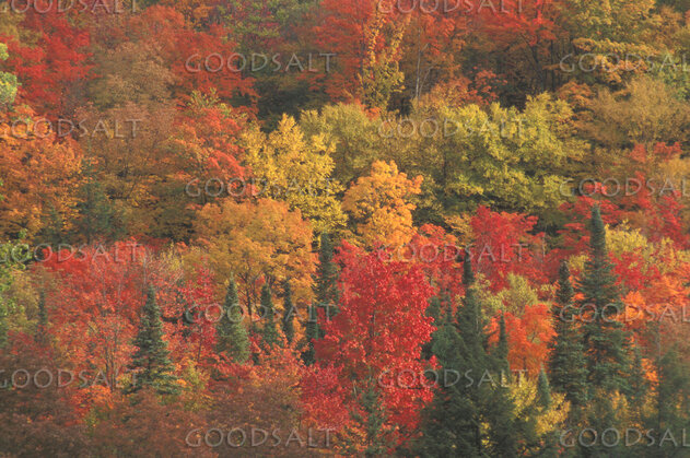 Autumn Colors