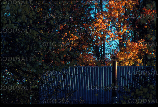 autumn leaves over a corrugated tin roof