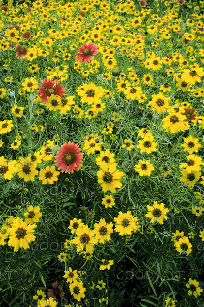 Field of Coreopsis