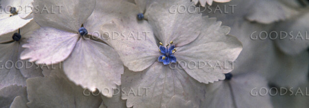 Flowers With Blue Centers Desaturated Color