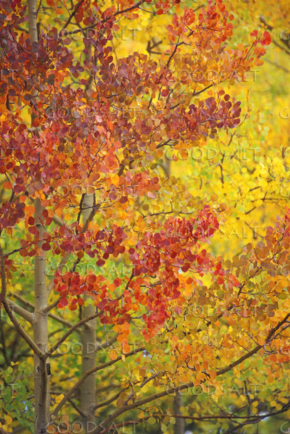 Leaves Changing Color