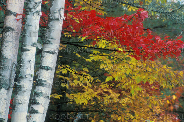 Leaves Changing Colors