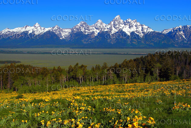 Panorama of Teton mountain range with Northern mule's ears (