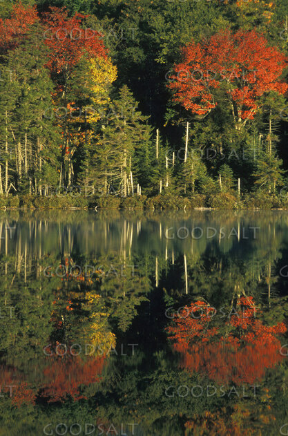 Trees Changing Colors Overlooking a Pond