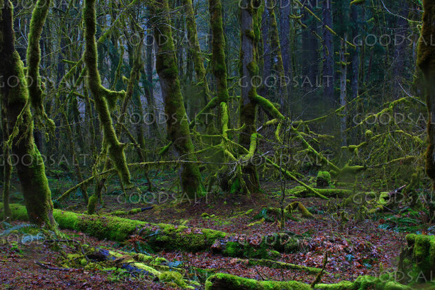 WASHINGTON. Gifford-Pinchot National Forest. Rain forest nea