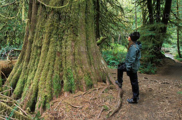 Woman Looking at Large Moss Covered Tree