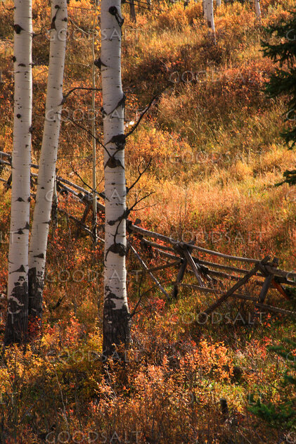 WYOMING. Teton National Park. Split rail fence and aspen gro