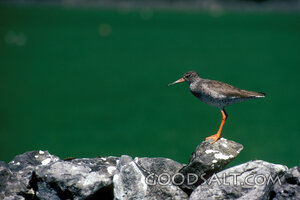 A small bird perched on a pile of rocks.