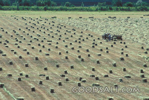 Rows of bailed hay on farm.