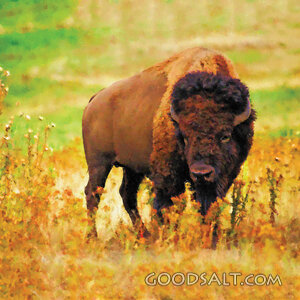 American Bison