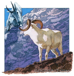 Wild Goats of the High Mountains