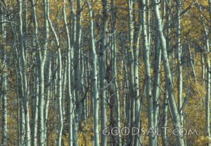 Aspen
