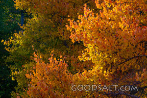 Aspens in Autumn