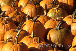 Pumpkin Harvest Abundance