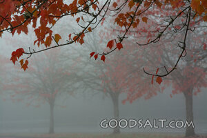 Autumn Fog