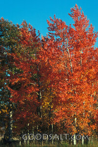 Autumn Grove Under Clear Sky