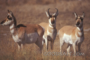 Pronghorns on the Prairie