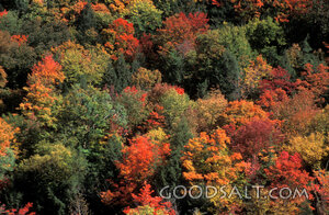 Autumn Forest Canopy
