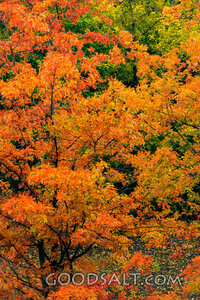 Autumn Leaves
