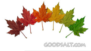 Autumn Leaves on White