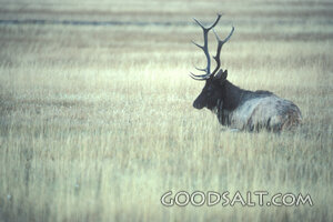 Bull Elk Resting in Meadow Grass