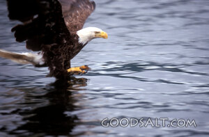 Bald Eagle Over the Waters