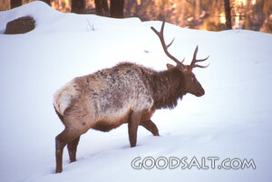 Bull Elk in Winter Forest